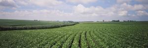 Argentinian Farmers To Benefit From A Blockchain Solution Launching A Digital Barter Economy