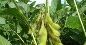 Hard-Hit Argentinian Farmers May Get Boost From Trading Platform for Tokenized Produce - CoinDesk