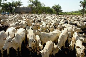 Bolivian Cattle Ranch Will Be Tokenized to Open Up Business to Investors