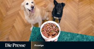 Wiener Start-Up ‘HelloBello’ wirbelt den Hundefuttermarkt auf