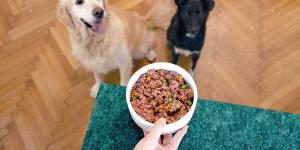 Wiener Start-Up ‘HelloBello’ wirbelt den Hundefuttermarkt auf