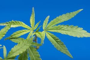 ผู้ประกอบการญี่ปุ่นเจาะตลาด CBD ไทย เปิดตัว Weedhub กัญชาคุณภาพดีถูกกฎหมาย - ANNGLE TH