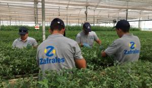 Invierten US$ 1,8 millones, quieren llevar el trabajo zafral a todo el Uruguay y desembarcar en Argentina