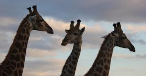 SkyGiraffe raises $6M for its enterprise mobility platform