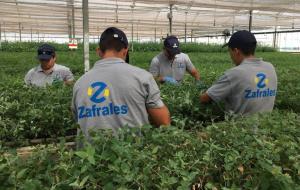 El caso Zafrales: En Uruguay hay 70 mil trabajadores rurales que buscan laburo mediante una plataforma en Internet, que ahora de