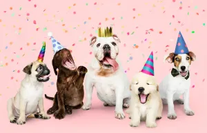 Decoding Dog Years: How to Accurately Calculate Your Dog's Age