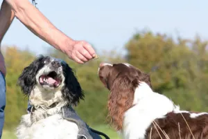 2024 Top 10 Dog Multivitamins Ranked 1 to 10.