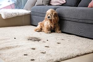 10 Reasons Why Your Dog is Eating Poop
