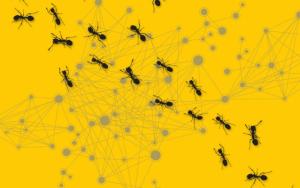 Scientists are studying ant colonies to create better network analysis