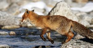 Mozilla strives for performance boost with new Project Quantum