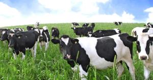 Farmeron Raises Another $2.65M To Disrupt Dairy