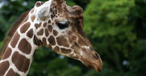 SkyGiraffe Raises $3M More To Help Companies Build Mobile Apps