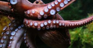 Secret Double Octopus nabs $6M for a stronger, easier alternative to regular 2FA