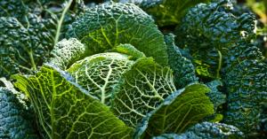 Kabbage nabs $500M for small business loans