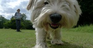 On-demand dog walking startup Wag quietly raised funding from General Catalyst and Sherpa Ventures