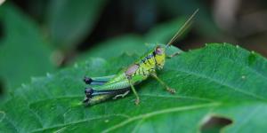 WikiLeaks reveals Grasshopper, the CIA's Windows hacking tool