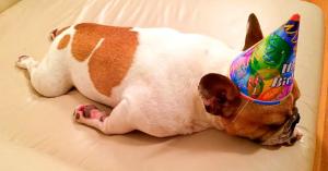A low-flying pet supplies company just sold to PetSmart in the biggest e-commerce sale ever