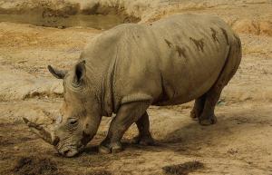 The world's last male northern white rhino is now on Tinder to help sustain the species