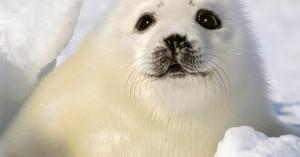 Open Source database developer MariaDB picks up $27M from the EIB