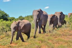 Microsoft co-founder Paul Allen hopes to stop elephant poachers in Afrika using big data