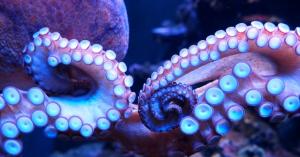 Octopus Ventures hits 10, with an international push and a healthy rack of exits