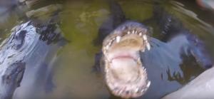 GoPro captures the moment an alligator nearly took a man’s head off