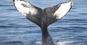 Justin Kan’s video Q&A app Whale gets Tinder-style swipes in major redesign