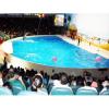 Dolphin & Seal Show at Dubai Dolphinarium