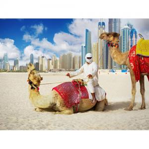Dubai Camel Riding Tours