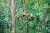 Tabin Wildlife Safari