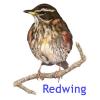 Redwing Business Intelligence