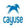 Cayuse