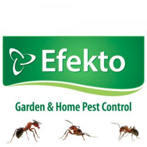 Efekto