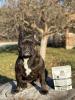 Complete Health Daily Dog Multivitamin