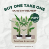 Calathea Arrowroot